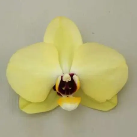 Phalaenopsis Yellow Crystal (Phalaenopsis)