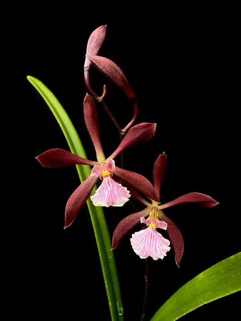 Encyclia Borincana (Encyclia)