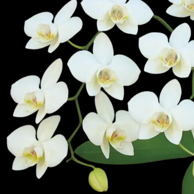 Phalaenopsis aphrodite × sib