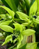 Coelogyne Mayeriana - FRAGRANT