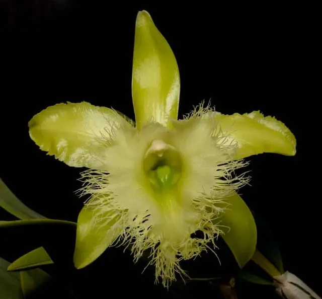 Rhyncholaelia digbyana 'Mrs. Chase 4N'