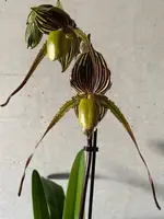 Paphiopedilum SAINT SWITHIN (rothschildianum x philippinense)