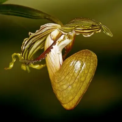 Paphiopedilum ooii (Paphiopedilum)
