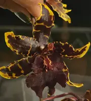 Oncidium Wildcat ‘Black Cat’
