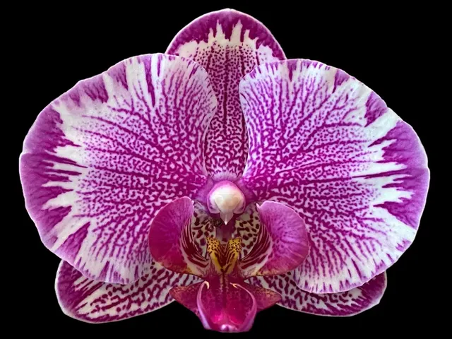 Phalaenopsis Large I-Hsin Pink Spider In Bloom