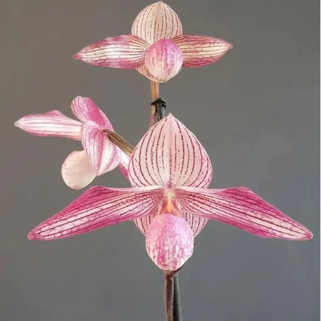 Paphiopedilum Delrosi (Paphiopedilum)