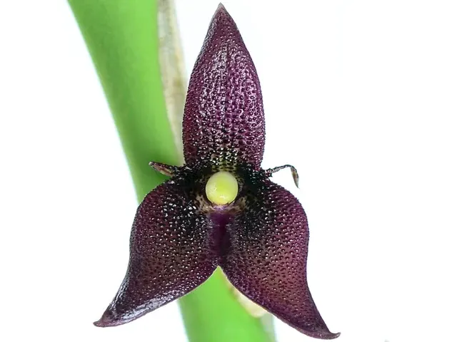Myoxanthus serripetalus