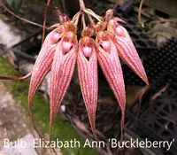 Bulb. Elizabath Ann 'Buckleberry' FCC/AOS (BUEA) ( - - Bulbophyllum ) Bulb.=Bulbophyllum