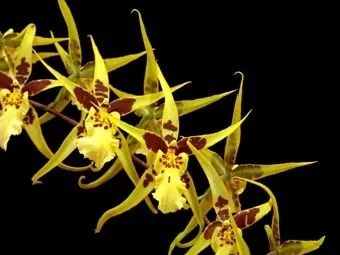 Brassidium Yellow Star 'Golden Gambol' (Brassidium)