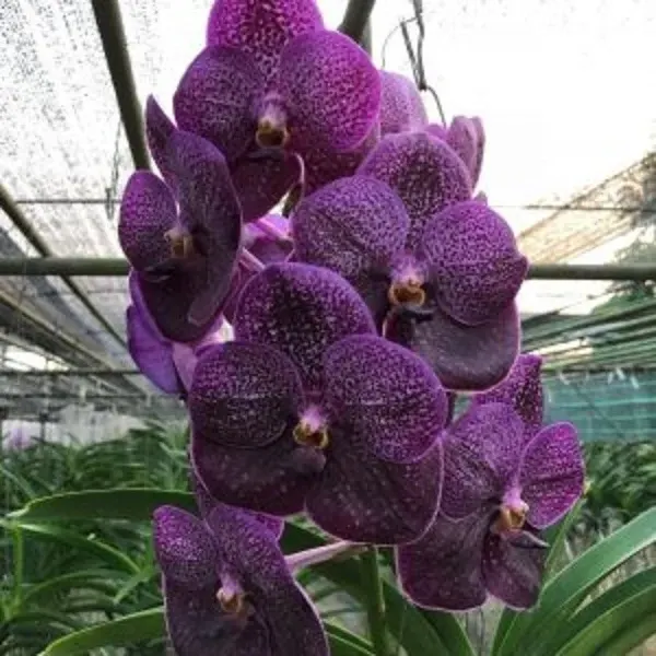 Vanda Gordon Dillon X Vanda Bitz’s Heartthrob (Vanda)