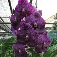 Vanda Gordon Dillon x Vanda Bitz’s Heartthrob