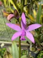 Cattleya caulescens