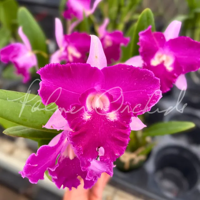 Rhyncholaeliocattleya Sa-Ngob Delight 'Krairit' (Rhyncholaeliocattleya)