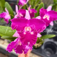 Rlc. Sa-Ngob Delight 'Krairit' — Palmer Orchids