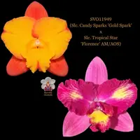 Cattleya Orchid Hybrid SVO11949 (Slc. Candy Sparks 'Gold Spark' x Slc. Tropical Star 'Florence' AM/AOS)
