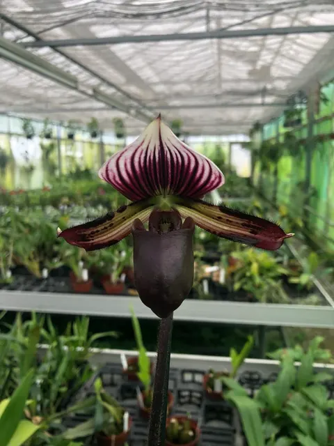 Paphiopedilum lawrenceanum X Maudiae 'vini'