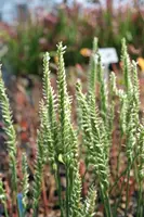 Spiranthes cernua Tightlips
