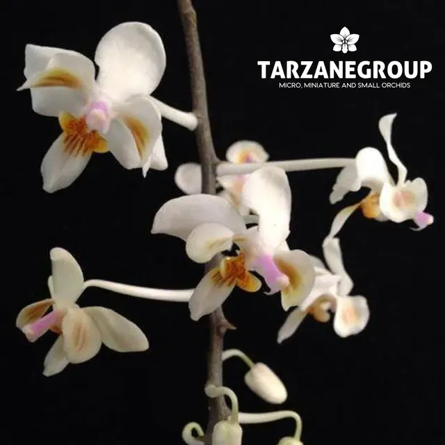 Phalaenopsis celebensis (Phalaenopsis)