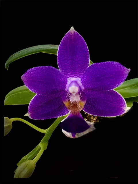 Phalaenopsis Lioulin Blue Bunny