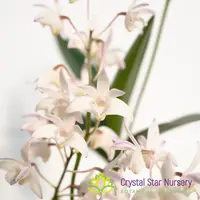 Dendrobium Specio-kingianum — 4" Pot / Without Spike