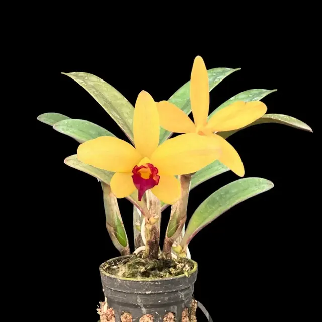 Cattleya Yellow Doll (Cattleya)