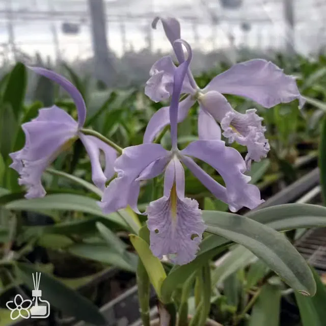 Cattleya maxima var. coerulea 'Dennis' (Cattleya)