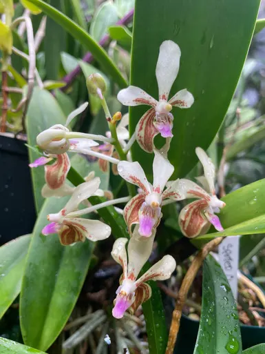 Vanda lamellata v remediosae (Vanda)
