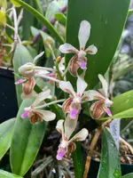 Vanda lamellata v. remediosae | SapphireChild Orchids