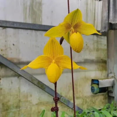 Paphiopedilum Doll Goldii (Paphiopedilum)