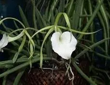 Brassavola nodosa 'Susan Fuchs' (Brassavola)