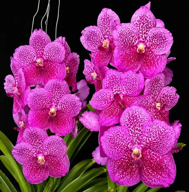 Vanda Pure Magic (Vanda)