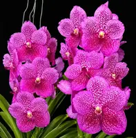 Vanda Pure Magic Blooming Size