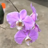 WP2624 Phalaenopsis sanderiana 'Wilson #516'
