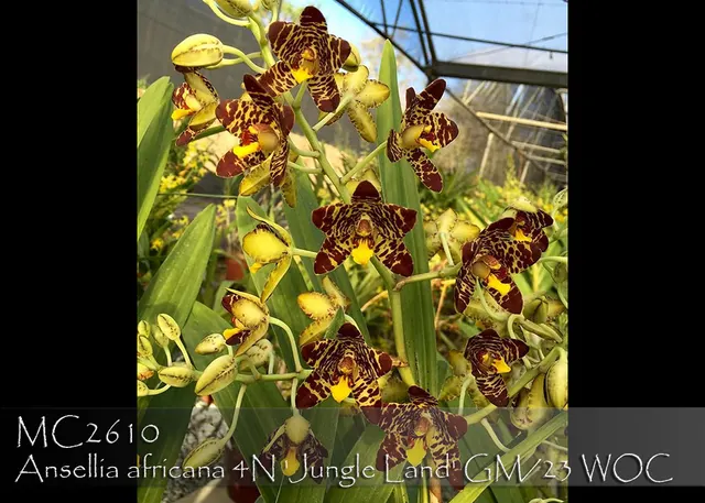 Ansellia africana var. nilotica 'Jungle Land' (Ansellia)