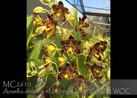 Ansellia africana 4N 'Jungle Land Gold Medal /23 World Orchid Conference)'