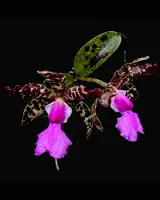 Cattleya aclandiae ('Nelspruit' x Alkmaar')