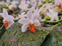 Phal. Mini Mark