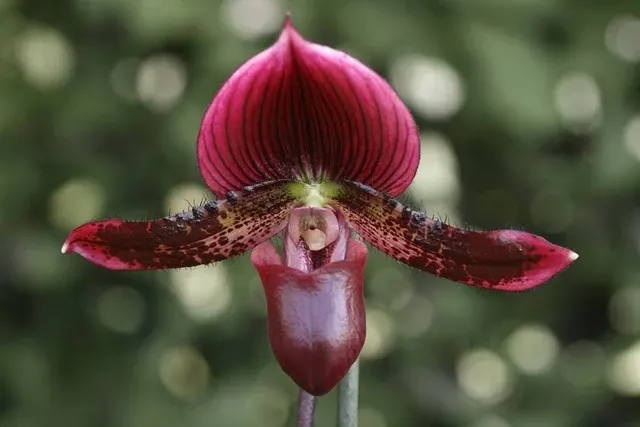 Paphiopedilum Alma Gavaert X Paph. Laserlight 'Terry Choice'