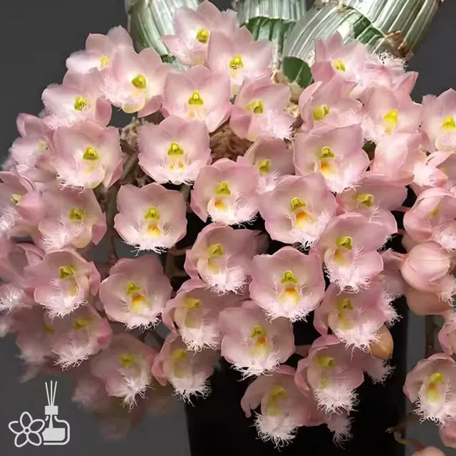 Clowesia Rebecca Northen 'Mikkabi'