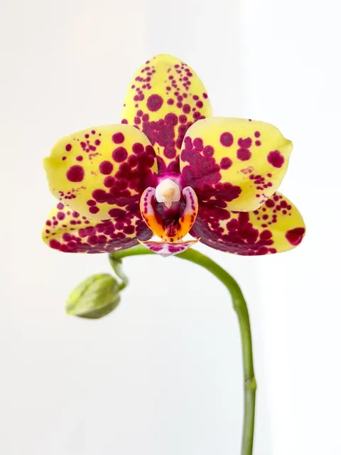 Phalaenopsis Haur Jin Princess 'Bambi'