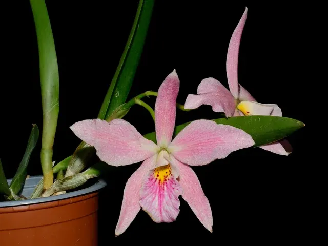 Brassocattleya Ed Cott