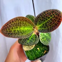 Dossinia marmorata