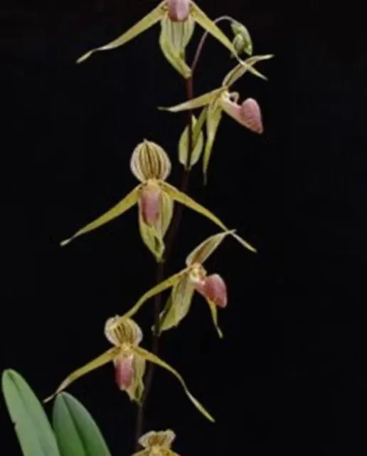 Paphiopedilum BEL ROYAL (Paphiopedilum)