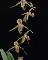 Paphiopedium BEL ROYAL (rothschildianum 'Mont Millais' x kolopakingii 'Bronze Angel'