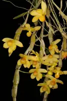 Dendrobium chrysocrepis