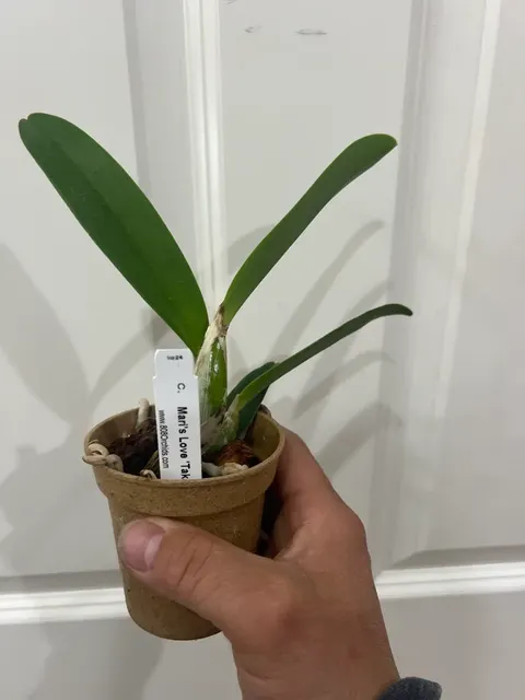 Cattleya Mary’s Love (Cattleya)