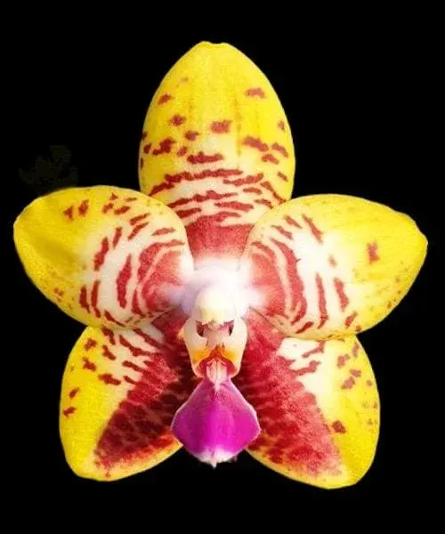 Phalaenopsis Orchid World 'Bonnie Vasquez'