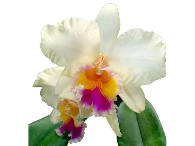 Rhyncholaeliocattleya Vida Andina (Rhyncholaeliocattleya)