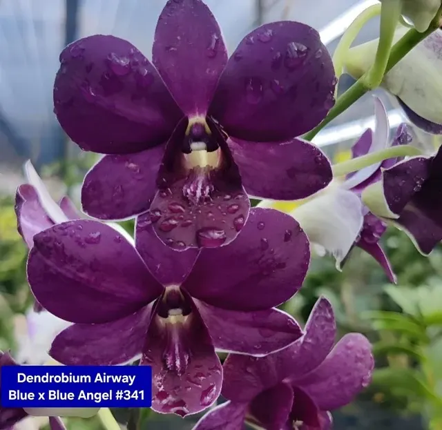 Dendrobium 10 Blue Angel (Dendrobium)