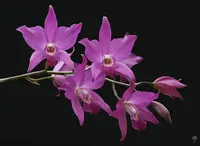 Laelia anceps x Laelia autumnalis